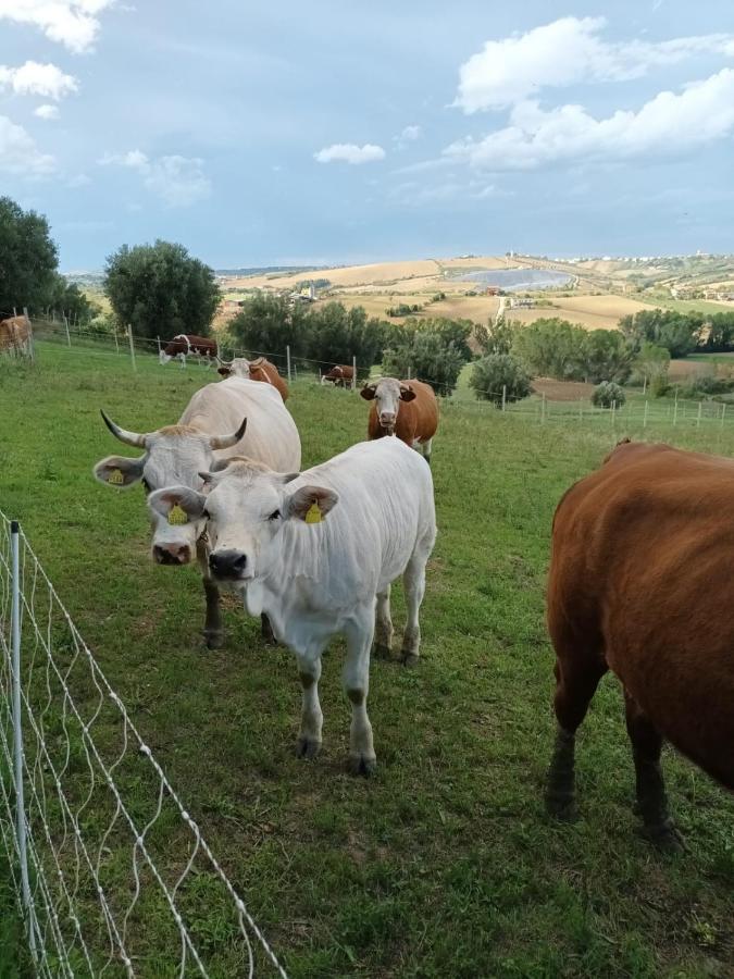 Casa Di Campagna Villa De Luca Bellante Eksteriør billede